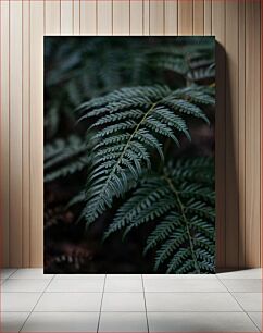 Πίνακας, Close-Up of Fern Leaves Κοντινό πλάνο των φύλλων φτέρης