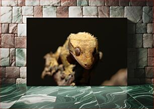 Πίνακας, Close-Up of Gecko Κοντινό πλάνο του Gecko