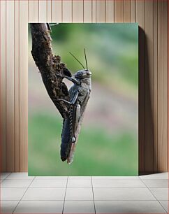 Πίνακας, Close-up of Grasshopper on Branch Κοντινό πλάνο του Grasshopper on Branch