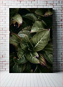 Πίνακας, Close-up of Green Leaves Κοντινό πλάνο με πράσινα φύλλα