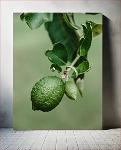 Πίνακας, Close-up of Green Lime on Tree Κοντινό πλάνο του πράσινου ασβέστη στο δέντρο