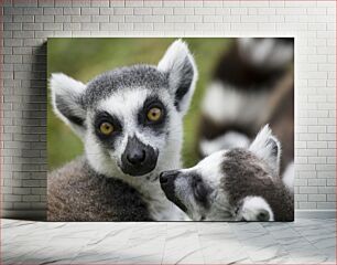 Πίνακας, Close-Up of Lemurs Κοντινό πλάνο Λεμούριοι