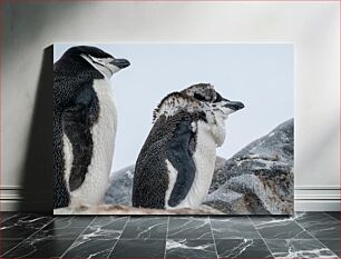 Πίνακας, Close-up of Penguins on Rocks Κοντινό πλάνο των πιγκουίνων σε βράχους