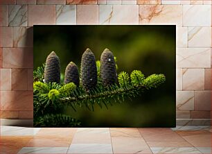 Πίνακας, Close-up of Pine Cones on a Branch Κοντινό πλάνο κουκουνάρια σε ένα κλαδί