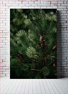 Πίνακας, Close-up of Pine Tree Κοντινό πλάνο του πεύκου