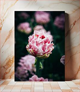 Πίνακας, Close-Up of Pink Flower Κοντινό πλάνο του ροζ λουλουδιού