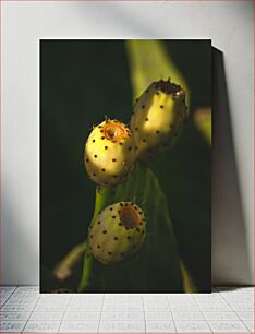 Πίνακας, Close-up of Prickly Pear Cactus Κοντινό πλάνο του Κάκτου Φραγκόσυκο