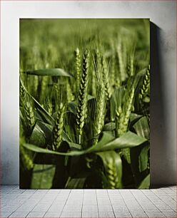 Πίνακας, Close-up of Wheat Field Κοντινό πλάνο του χωραφιού σίτου