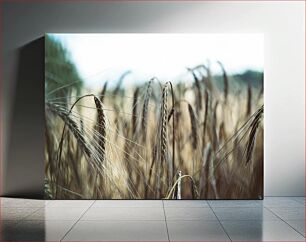 Πίνακας, Close-up of Wheat Field Κοντινό πλάνο του χωραφιού σίτου