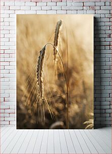 Πίνακας, Close-Up of Wheat in Field Κοντινό πλάνο του σίτου στο χωράφι