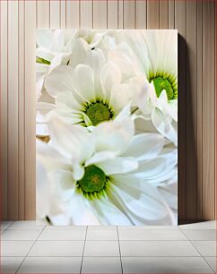 Πίνακας, Close-up of White Flowers Κοντινό πλάνο λευκών λουλουδιών