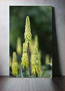 Πίνακας, Close-up of Yellow Flower Spikes Κινηματογράφηση σε πρώτο πλάνο κίτρινων ακίδων λουλουδιών