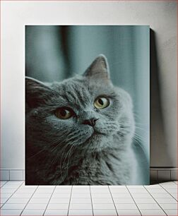 Πίνακας, Close-up Portrait of a Cat Πορτρέτο μιας γάτας από κοντά