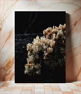 Πίνακας, Close-Up Shot of Coral Fungus Κοντινό πλάνο του Coral Fungus