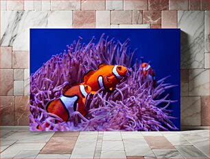 Πίνακας, Clownfish in Coral Reef Κλόουνψάρια στον Κοραλλιογενή Ύφαλο