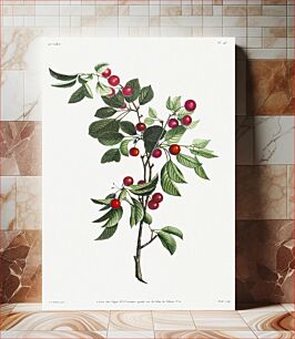 Πίνακας, Collection des fleurs et des fruits: Branches de Cérises précoce (1805) by Jean Louis Prévost