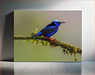 Πίνακας, Colorful Bird on Branch Πολύχρωμο πουλί στο κλαδί