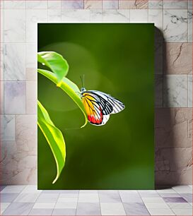 Πίνακας, Colorful Butterfly on Leaf Πολύχρωμη πεταλούδα στο φύλλο