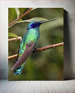 Πίνακας, Colorful Hummingbird Πολύχρωμο Κολίμπρι