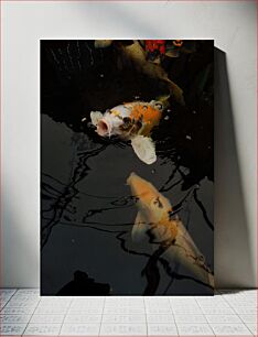 Πίνακας, Colorful Koi Fish in Water Πολύχρωμα ψάρια Koi στο νερό