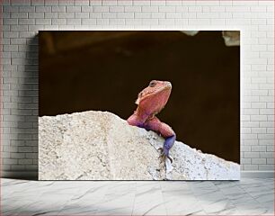 Πίνακας, Colorful Lizard on a Rock Πολύχρωμη σαύρα σε βράχο