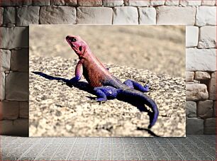 Πίνακας, Colorful Lizard on Rock Πολύχρωμη σαύρα στο βράχο