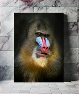 Πίνακας, Colorful Mandrill Portrait Πολύχρωμο πορτρέτο Mandrill