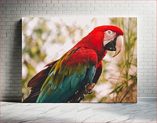 Πίνακας, Colorful Parrot Πολύχρωμος παπαγάλος