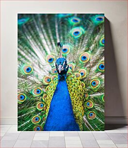 Πίνακας, Colorful Peacock Πολύχρωμο παγώνι