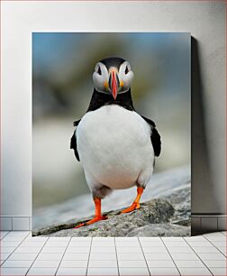 Πίνακας, Colorful Puffin Πολύχρωμο Puffin