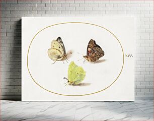 Πίνακας, Common Brimstone, Red Admiral, and White Butterflies (1575–1580) by Joris Hoefnagel