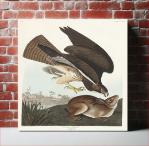 Πίνακας, Common Buzzard from Birds of America (1827) by John James Audubon, etched by William Home Lizars