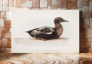 Πίνακας, Common eider, old male in summer, 1865, Magnus Von Wright