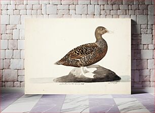 Πίνακας, Common eider ; unfnished, 1828, Magnus Von Wright