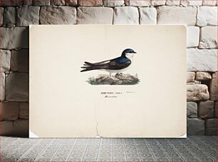 Πίνακας, Common house martin, 1828 - 1838, Wilhelm von Wright