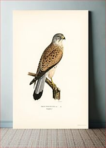 Πίνακας, Common Kestrel male (Falco tinnunculus) illustrated by the von Wright brothers