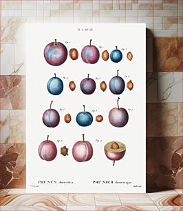 Πίνακας, Common plum (Prunus domestica) from Traité des Arbres et Arbustes que l’on cultive en France en pleine terre (1801–1819) by Pierre-Joseph Redouté