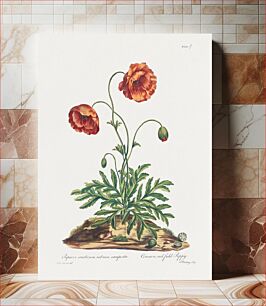 Πίνακας, Common, Red Field Poppy (1775) in high resolution by John Edwards