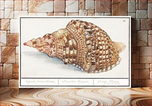 Πίνακας, Common Triton Horns, Charonia tritonis (1596–1610) by Anselmus Boëtius de Boodt