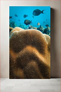 Πίνακας, Coral Reef and Fish Underwater Coral Reef and Fish Underwater