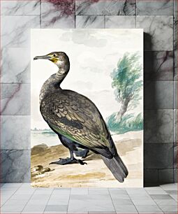 Πίνακας, Cormorant (ca. 1720–1792) by Aert Schouman