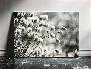 Πίνακας, Cotton Grass in Sunlight Βαμβακερό γρασίδι στο φως του ήλιου