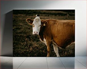 Πίνακας, Cow Standing in Field Αγελάδα που στέκεται στο χωράφι