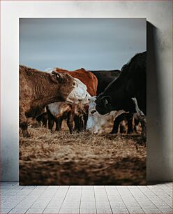 Πίνακας, Cows Feeding in the Field Αγελάδες που ταΐζουν στο χωράφι