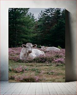 Πίνακας, Cows Resting in a Field Αγελάδες που ξεκουράζονται σε ένα χωράφι