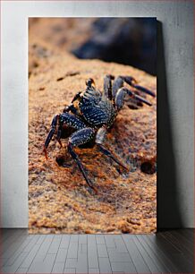 Πίνακας, Crab on Rocky Surface Καβούρι σε βραχώδη επιφάνεια