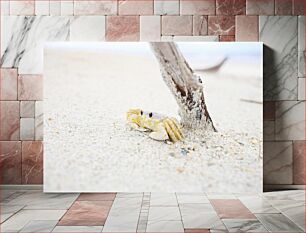 Πίνακας, Crab on Sandy Beach Καβούρι στην αμμώδη παραλία