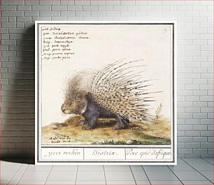 Πίνακας, Crested Porcupine, Hystrix cristata (1596–1610) by Anselmus Boëtius de Boodt