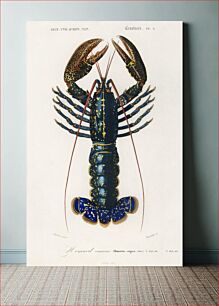 Πίνακας, Crimson Crawfish (Palemon Ornatum) illustrated by Charles Dessalines D' Orbigny (1806-1876)