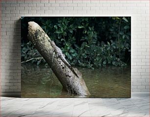 Πίνακας, Crocodile on a Log Κροκόδειλος σε κούτσουρο